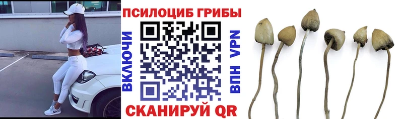 Купить  Узловая  Галлюциногенные грибы MAGIC MUSHROOMS 